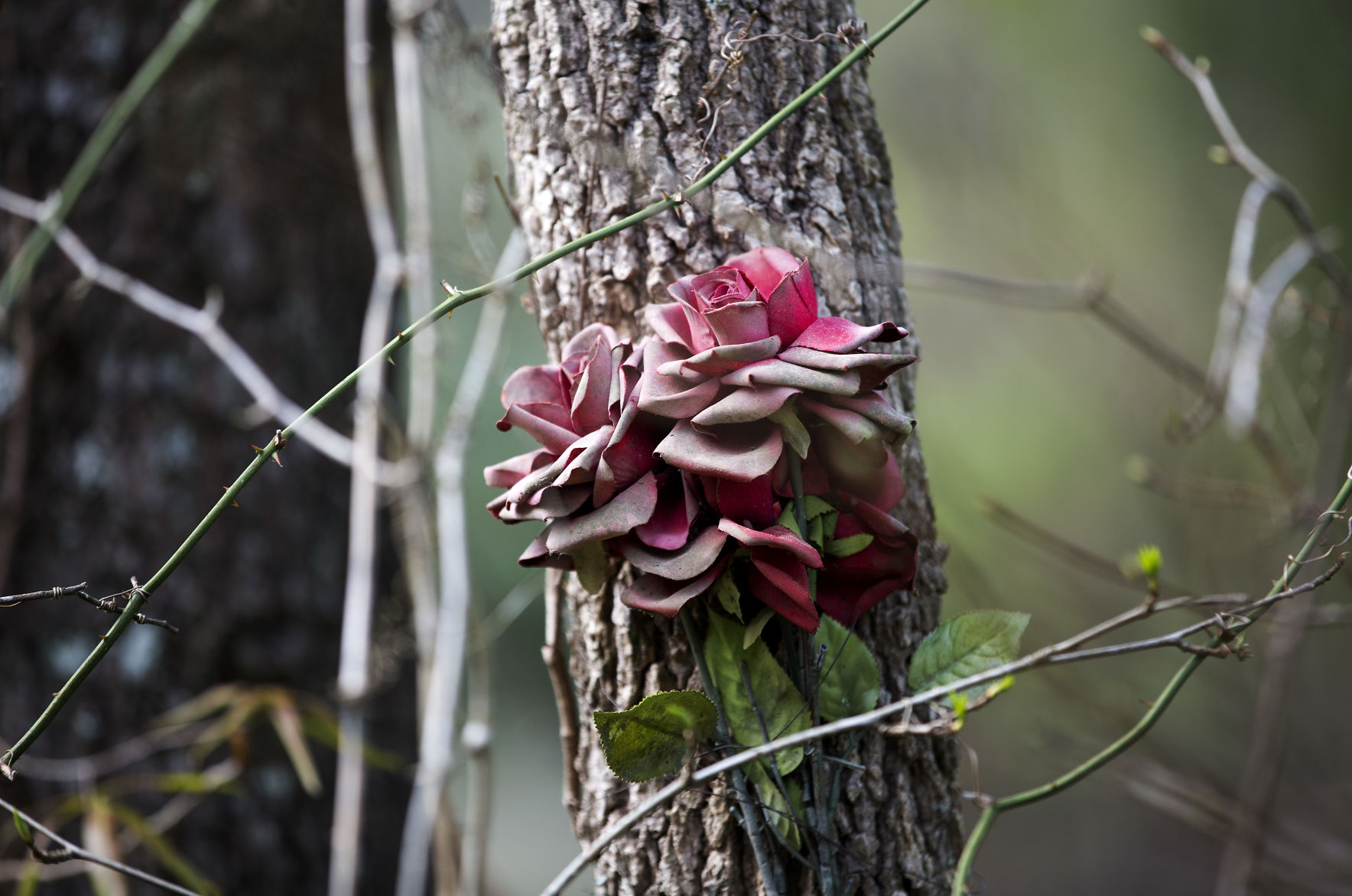 Old roses.jpg